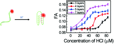 Graphical abstract: A simple approach to study the conformational switching of i-motif DNA by fluorescence anisotropy