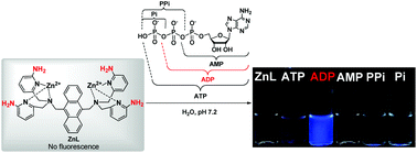 Graphical abstract: Fluorescence sensing of ADP over ATP and PPi in 100% aqueous solution