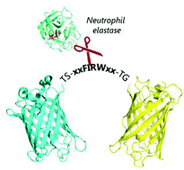 Graphical abstract: A FRET-based biosensor for the detection of neutrophil elastase