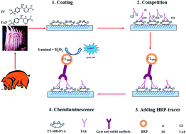 Graphical abstract: Approaches for the determination of florfenicol and thiamphenicol in pork using a chemiluminescent ELISA