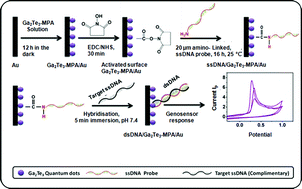 Graphical abstract: A gallium telluride quantum dots bioelectrode system for human epidermal growth factor receptor-2 (Her2/neu) oncogene signalling