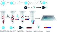Graphical abstract: Blue silica nanoparticle-based colorimetric immunoassay for detection of Salmonella pullorum