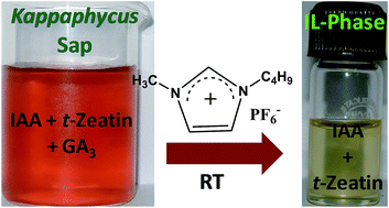 Graphical abstract: Extraction of plant growth regulators present in Kappaphycus alvarezii sap using imidazolium based ionic liquids: detection and quantification by using HPLC-DAD technique
