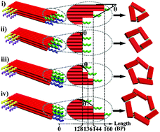 Graphical abstract: DNA polygonal cavities with tunable shapes and sizes