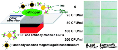 Graphical abstract: Ultrasensitive detection of microbial cells using magnetic focus enhanced lateral flow sensors