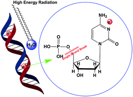 Graphical abstract: The role of the shape resonance state in low energy electron induced single strand break in 2′-deoxycytidine-5′-monophosphate
