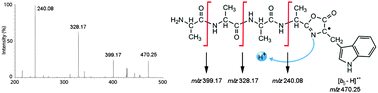 Graphical abstract: Radical-induced, proton-transfer-driven fragmentations in [b5 − H]˙+ ions derived from pentaalanyl tryptophan