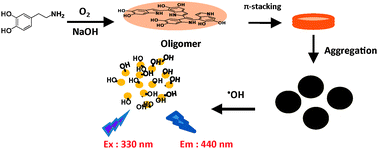 Graphical abstract: Formation of fluorescent polydopamine dots from hydroxyl radical-induced degradation of polydopamine nanoparticles