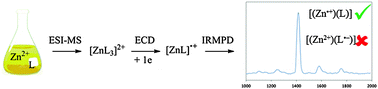 Graphical abstract: Combining gas phase electron capture and IRMPD action spectroscopy to probe the electronic structure of a metastable reduced organometallic complex containing a non-innocent ligand