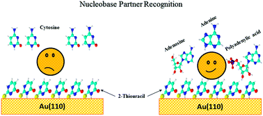 Graphical abstract: Functionalisation and immobilisation of an Au(110) surface via uracil and 2-thiouracil anchored layer