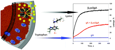 Graphical abstract: Gramicidin A disassembles large conductive clusters of its lysine-substituted derivatives in lipid membranes