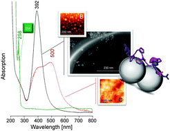 Graphical abstract: Surface- and tip-enhanced Raman scattering of bradykinin onto the colloidal suspended Ag surface