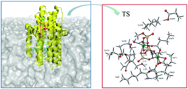 Graphical abstract: Phosphoryl transfer reaction catalyzed by membrane diacylglycerol kinase: a theoretical mechanism study