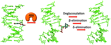 Graphical abstract: Quantum mechanical study of the β- and δ-lyase reactions during the base excision repair process: application to FPG