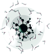 Graphical abstract: Pair correlations that link the hydrophobic and Hofmeister effects