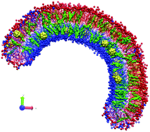 Graphical abstract: Interaction of C60 fullerenes with asymmetric and curved lipid membranes: a molecular dynamics study