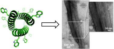 Graphical abstract: Interfacial zippering-up of coiled-coil protein filaments
