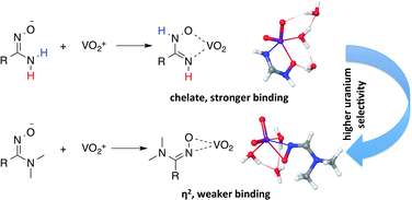 Graphical abstract: Theoretical study of the coordination behavior of formate and formamidoximate with dioxovanadium(v) cation: implications for selectivity towards uranyl