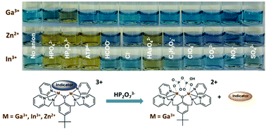 Graphical abstract: The selectivity of water-based pyrophosphate recognition is tuned by metal substitution in dimetallic receptors