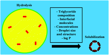 Graphical abstract: Bioaccessibility of lipophilic micro-constituents from a lipid emulsion