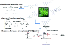 Graphical abstract: The potential beneficial effects of phenolic compounds isolated from A. pilosa Ledeb on insulin-resistant hepatic HepG2 cells