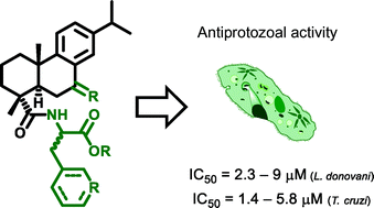 Graphical abstract: Antiprotozoal activity of dehydroabietic acid derivatives against Leishmania donovani and Trypanosoma cruzi