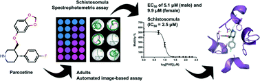Graphical abstract: The antidepressant drug paroxetine as a new lead candidate in schistosome drug discovery