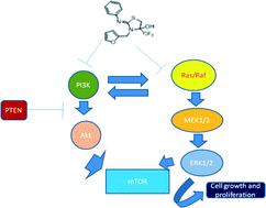 Graphical abstract: Fluorinated thiazolidinols cause cell death in A549 lung cancer cells via PI3K/AKT/mTOR and MAPK/ERK signalling pathways
