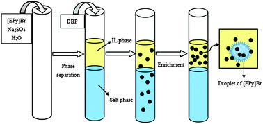 Graphical abstract: Extraction and mechanistic investigation of trace dibutyl phthalate using an ionic liquid aqueous two-phase system