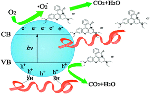 Graphical abstract: Photodegradation of Rhodamine B over a novel photocatalyst of feather keratin decorated CdS under visible light irradiation