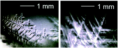 Graphical abstract: Crystal growth of clathrate hydrates formed with methane + carbon dioxide mixed gas at the gas/liquid interface and in liquid water