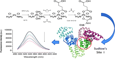 Graphical abstract: Binding of a potential anti-hepatoma drug cis,cis,trans-[Pt(NH3)2Cl2(O2CCH2CH2COOH)-(OCONHC16H33)] with serum albumin – thermodynamic and conformational investigations
