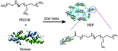 Graphical abstract: A protein–polymer hybrid gene carrier based on thermophilic histone and polyethylenimine