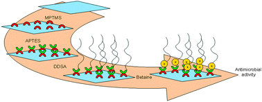 Graphical abstract: Dual antibacterial effect of immobilized quaternary ammonium and aliphatic groups on PVC