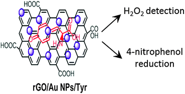 Graphical abstract: One-step synthesis of Au nanoparticle–graphene composites using tyrosine: electrocatalytic and catalytic properties