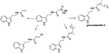 Graphical abstract: Application of Horner–Wadsworth–Emmons olefination for the synthesis of granulatamide A, its E isomer and other amides of tryptamine