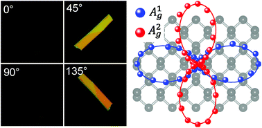 Graphical abstract: Anomalous polarization dependence of Raman scattering and crystallographic orientation of black phosphorus