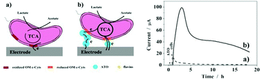 Graphical abstract: Facilitated extracellular electron transfer of Shewanella loihica PV-4 by antimony-doped tin oxide nanoparticles as active microelectrodes