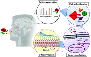 Graphical abstract: Biomimetic sensor design