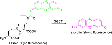 Graphical abstract: A GGCT fluorogenic probe: design, synthesis and application to cancer-related cells