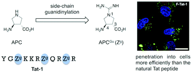 Graphical abstract: A preorganized β-amino acid bearing a guanidinium side chain and its use in cell-penetrating peptides