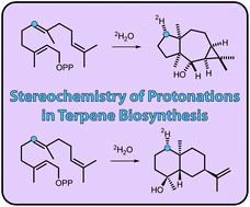 Graphical abstract: A method for investigating the stereochemical course of terpene cyclisations