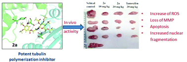 Graphical abstract: Identification of gallic acid based glycoconjugates as a novel tubulin polymerization inhibitors