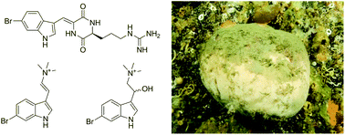 Graphical abstract: Marine AChE inhibitors isolated from Geodia barretti: natural compounds and their synthetic analogs