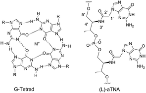 Graphical abstract: Synthesis and biophysical properties of (l)-aTNA based G-quadruplexes