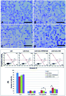 Graphical abstract: Portable and quantitative evaluation of stem cell therapy towards damaged hepatocytes