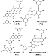 Graphical abstract: Protective effect of marine brown algal polyphenols against oxidative stressed zebrafish with high glucose