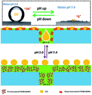 Graphical abstract: A pH-responsive PVDF membrane with superwetting properties for the separation of oil and water