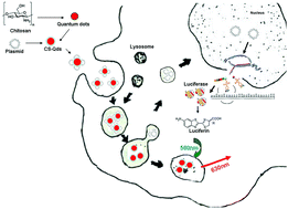 Graphical abstract: Luciferase gene-loaded CS-Qdots as self-illuminating probes for specific hepatoma imaging