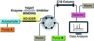 Graphical abstract: Characterization and screening of tight binding inhibitors of xanthine oxidase: an on-flow assay